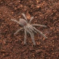 Vietnamese Blue (Chilobrachys sp. 