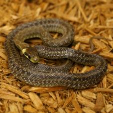 Aesculapian Snake (Zamenis longissimus)