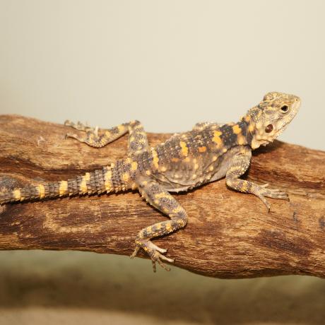 Orange Spotted Agama