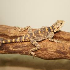 Orange Spotted Agama (Laudakia stellio picea)