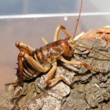 Wellington Tree Weta (Hemideina crassidens)