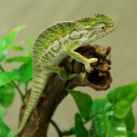 Carpet Chameleon