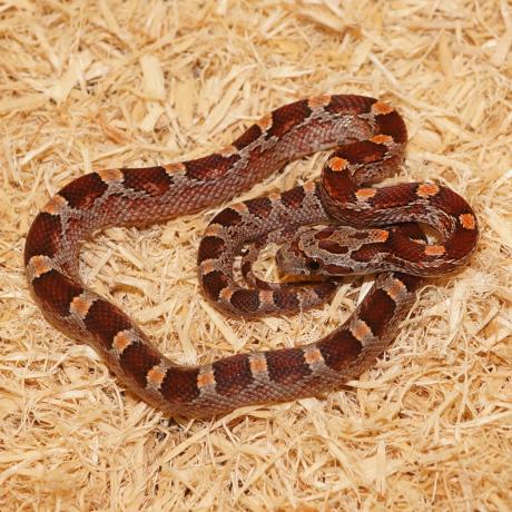Stunning Ideal Hatchling Prey Size For Corn Snakes image