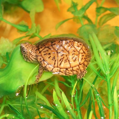 Loggerhead Musk Turtle