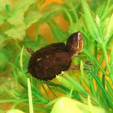 Common Musk Turtle (Sternoptherus ororatus)