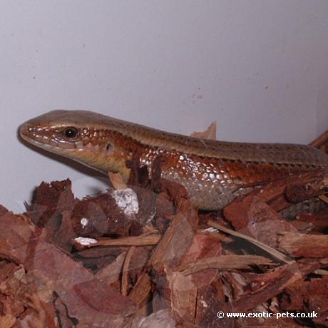 Asian Sun Skink