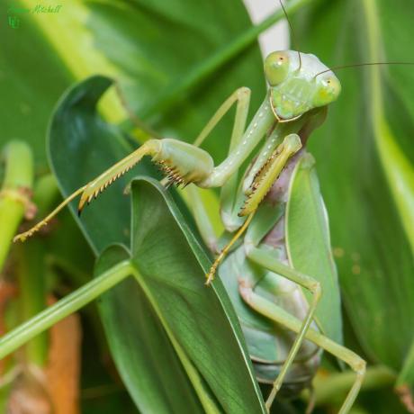 Giant Shield Mantis