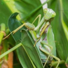 Giant Shield Mantis (Rhombodera megaera)