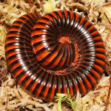 Giant Fire Millipedes (Pelmatojulus excisus)