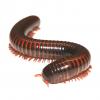 Giant Fire Millipedes - (WC) Med/Large