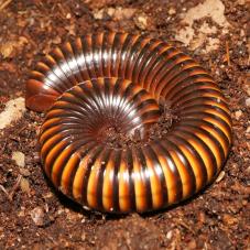 Amber Millipedes (Pelmatojulus ligulatus)