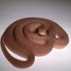 Baby Egg Eating Snake in defence photo