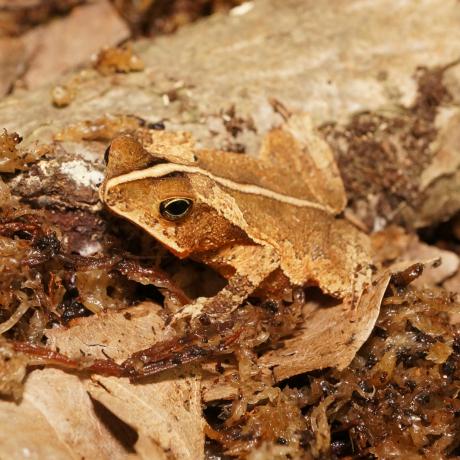 Crested Toad