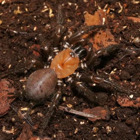 Black Tunnelweb Spider