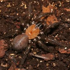 Black Tunnelweb Spider (Porrhothele antipodiana)
