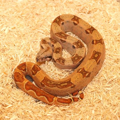 boa constrictor imperator courier