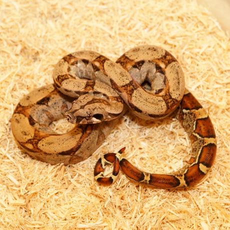 common boa constrictor length common boa constrictor length
