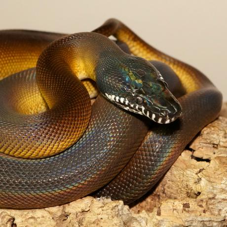 White Lipped Python