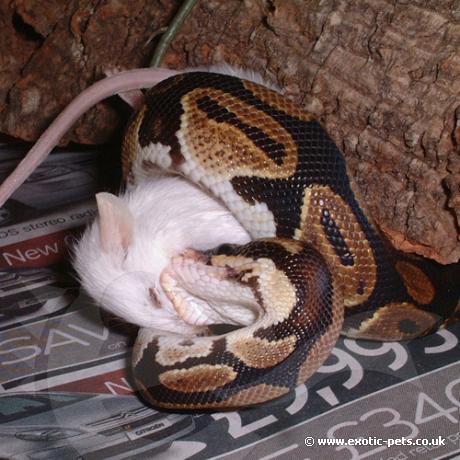 Royal Python feeding