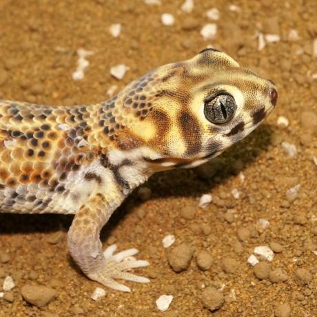 Frog Eyed Gecko