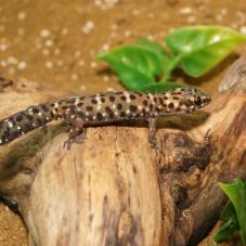 Tiger Gecko (Pachydactylus tigrinus)