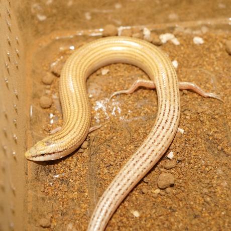 Wedge Snouted Skink