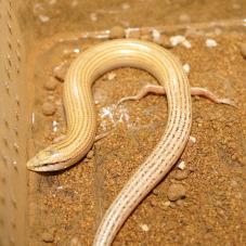 Wedge Snouted Skink (Chalcides sepsoides)