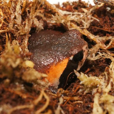 Mozambique Rain Frog - Breviceps mossambicus
