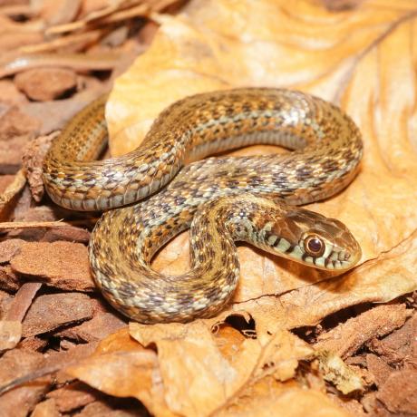 Lake Chapala Mexican Gartersnake