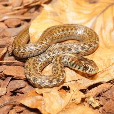 Lake Chapala Mexican Gartersnake (Thamnophis eques obscurus)