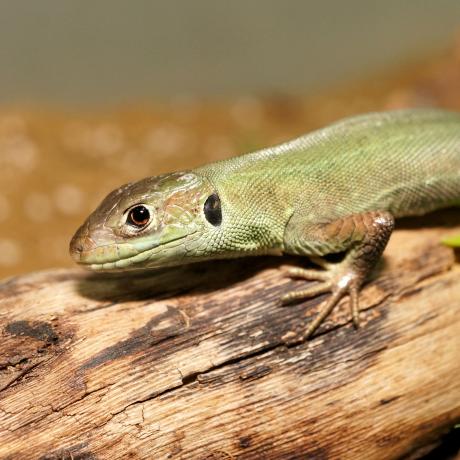 Western Green Lizard