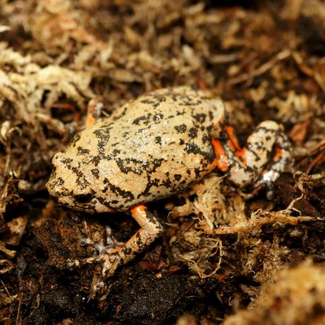 Flower Pot Toad