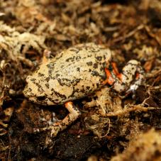 Flower Pot Toad (Kaloula baleata)