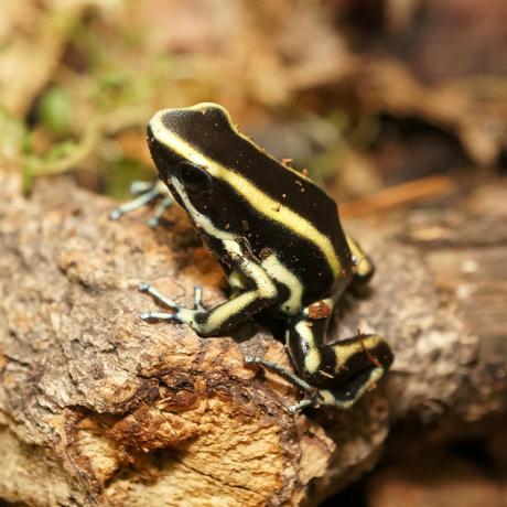 Yellow Striped Poison Dart Frog - Dendrobates truncatus