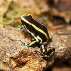 Yellow Striped Poison Dart Frog (Dendrobates truncatus)