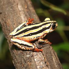 Painted Reed Frog (Hyperolius marmoratus taeniatus)