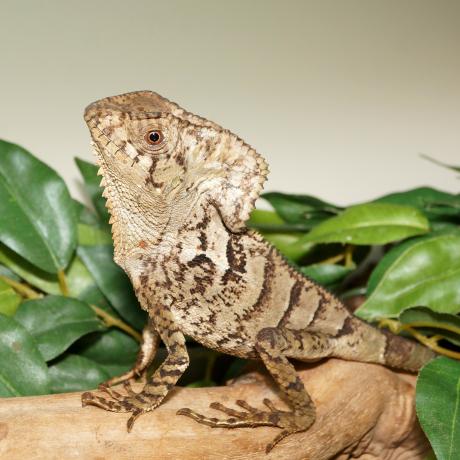 Helmeted Iguana