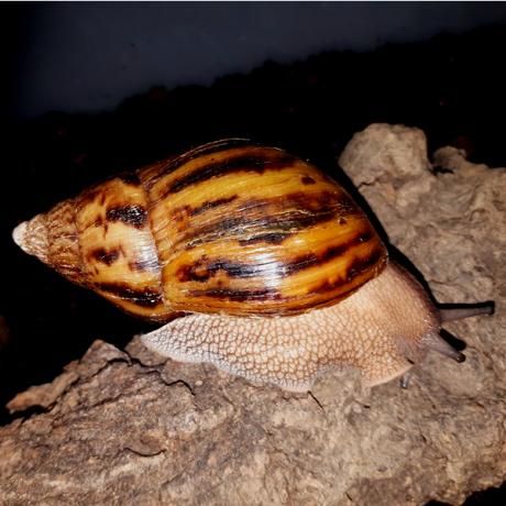 Giant Tiger Snails