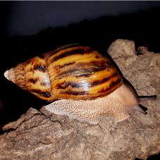 Giant Tiger Snails (Achatina achatina)