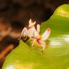 Orchid Mantis (Hymenopus coronatus)