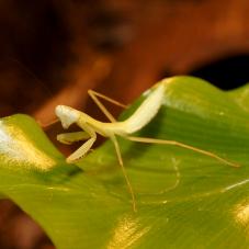 Sumatran Gold Mantis (Hierodula sp. )