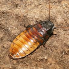 Madagascan Hissing Cockroaches (Gromphadorhina portentosa)