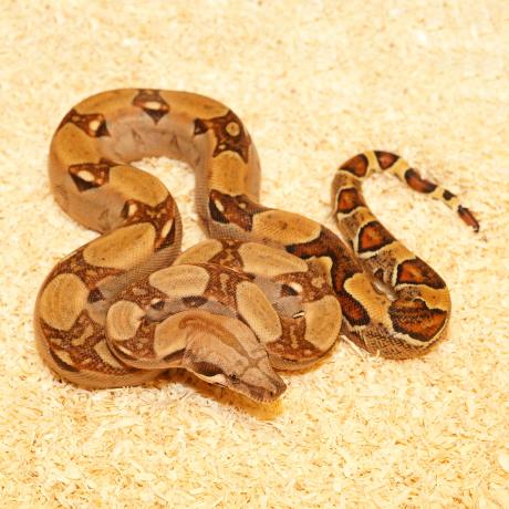 adult boa constrictor