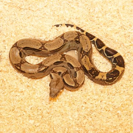 common boa constrictor common boa constrictor