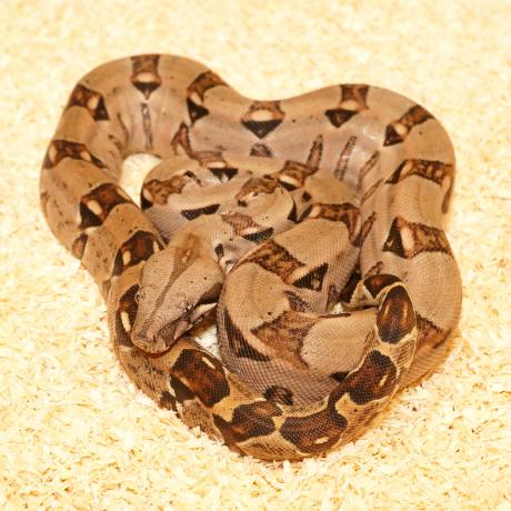 common boa care common boa care