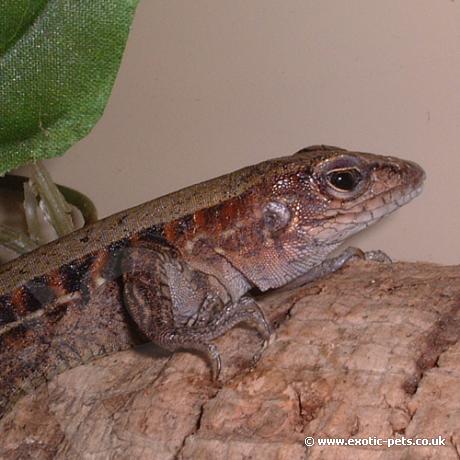 Whip Tailed Lizard