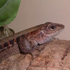 Whip Tailed Lizard (Cnemidophorus tigris)