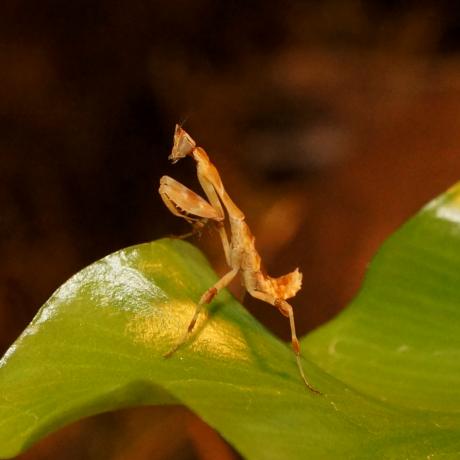 African Flower Mantis