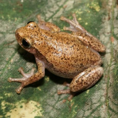 Desert Tree Frog