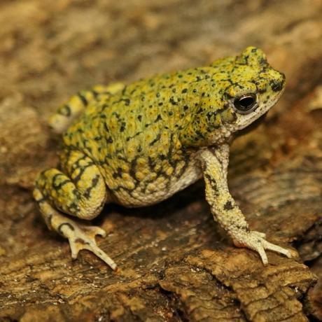 Western Green Toad